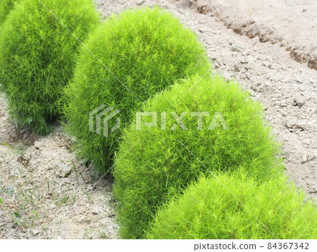 Fresh green round kokia (broom grass, broom grass) 84367342