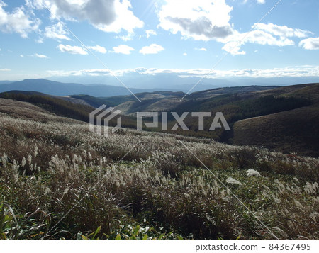 Autumn Venus Line 84367495