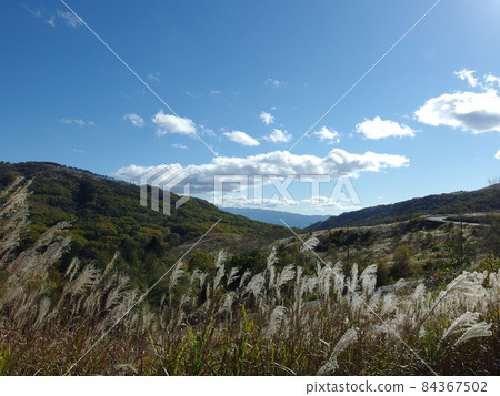 秋季金星線 84367502