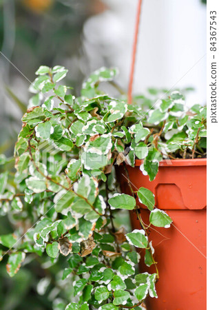 Ficus pumila L, Climbing fig or MORACEAE Ficus pumila L, Climbing fig or MORACEAE 84367543