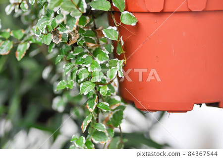 Ficus pumila L, Climbing fig or MORACEAE Ficus pumila L, Climbing fig or MORACEAE 84367544