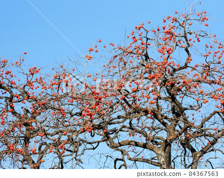 Persimmon tree and blue sky where red fruits grow 84367563
