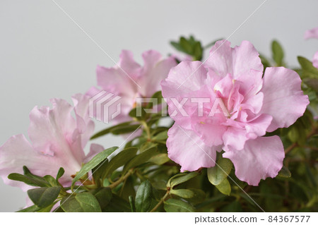 Azalea 84367577