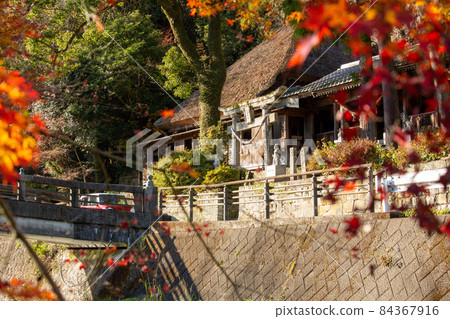 Autumn leaves of Tennenji Temple Autumn leaves of Tennenji Temple 84367916