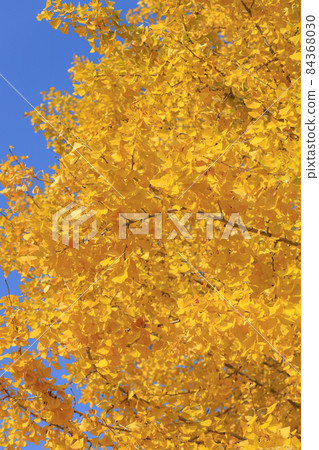 藍天黃葉銀杏 藍天黃葉銀杏 84368030