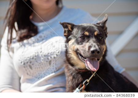 Dog, woman, pet 84368039