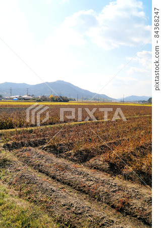 丹波黑（黑豆）田和高木山 十一月丹波笹山 84368247