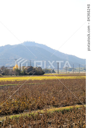 丹波黑（黑豆）田和高木山 十一月丹波笹山 84368248
