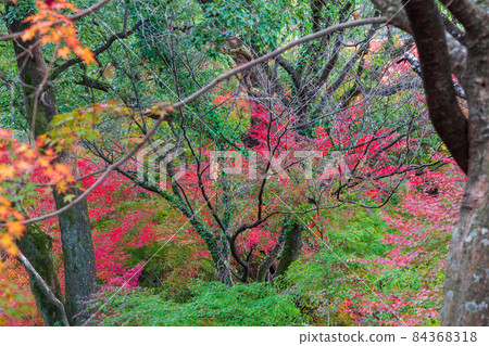 Scenery of Kikuchi Shrine and Kikuchi Park with beautiful autumn leaves 84368318