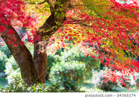 美麗秋葉的菊池神社和菊池公園 美麗秋葉的菊池神社和菊池公園 84368374