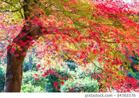 美麗秋葉的菊池神社和菊池公園 美麗秋葉的菊池神社和菊池公園 84368376
