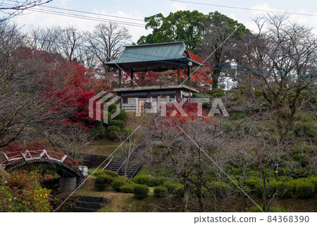 Scenery of Kikuchi Shrine and Kikuchi Park with beautiful autumn leaves Scenery of Kikuchi Shrine and Kikuchi Park with beautiful autumn leaves 84368390