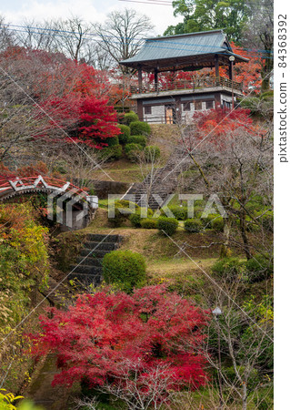 Scenery of Kikuchi Shrine and Kikuchi Park with beautiful autumn leaves 84368392