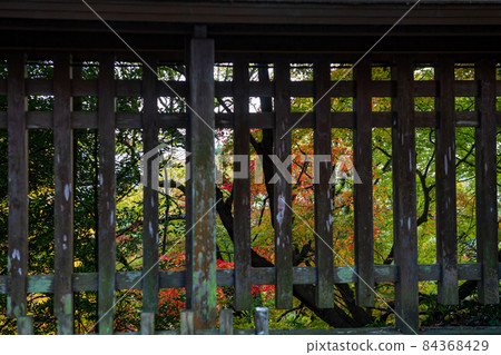 美麗秋葉的菊池神社和菊池公園 美麗秋葉的菊池神社和菊池公園 84368429
