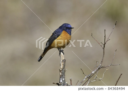 Himalayan blue and orange bird Ruribitaijobitaki 84368494