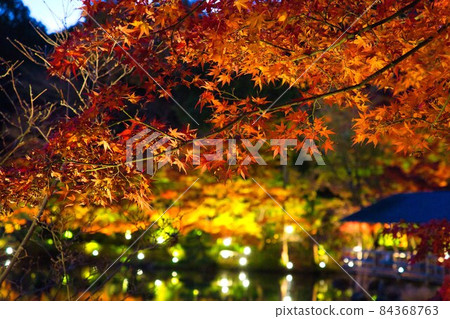 Beautiful autumn leaves illuminated 9 84368763
