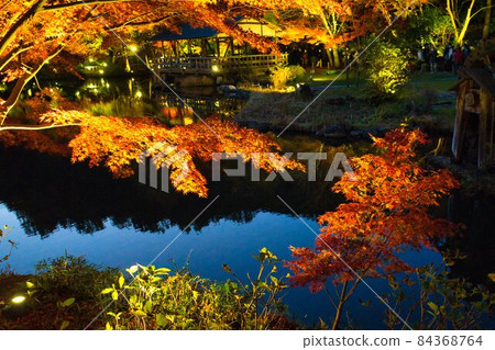 Beautiful autumn leaves lit up 10 84368764