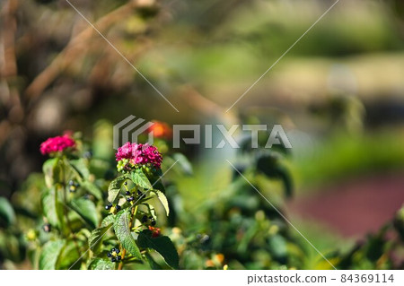 Flowers in the late autumn flower garden 6 84369114