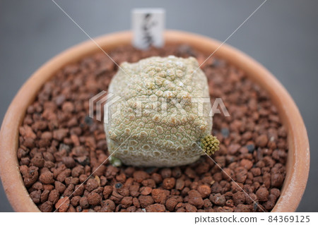 肉質植物Kubiforme Pseudolithos 84369125
