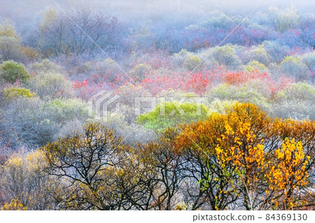 秘密花園 秘密花園 84369130