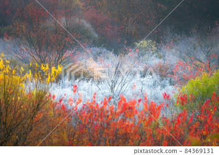 秘密花園 秘密花園 84369131