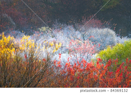 秘密花園 84369132