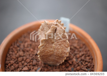 Succulent plant Kurasa White Sloanea 84369203