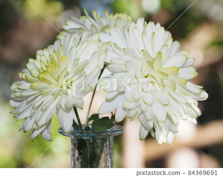 Flowers of Krisan Semam by the window Flowers of Krisan Semam by the window 84369691