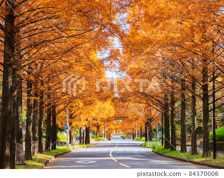 Autumn / Autumn leaves image Metasequoia 84370006