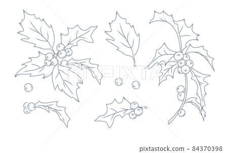Collection of winter holly berry branches and leaves isolated.  84370398