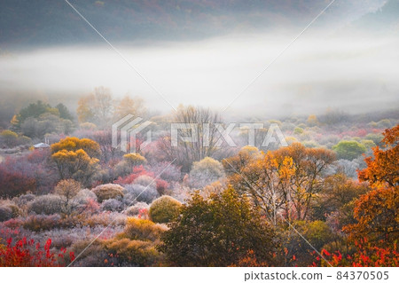 秘密花園 84370505