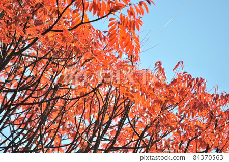 六義園的紅葉季節 六義園的紅葉季節 84370563