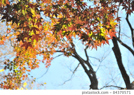 Autumn leaves season in Rikugien 84370571