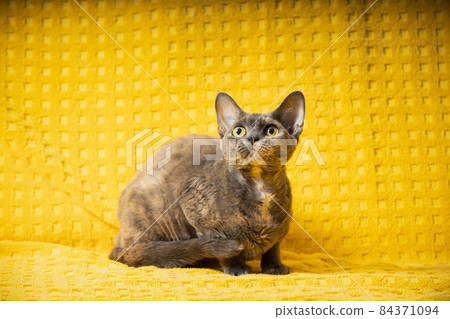 Young Adult Gray Grey Devon Rex Cat Sitting. Short-haired Cat Of English Breed On Yellow Plaid Background. Shorthair Pet Cat Looking Up Young Adult Gray Grey Devon Rex Cat Sitting. Short-haired Cat Of English Breed On Yellow Plaid Background. Shorthair Pet Cat Looking Up 84371094