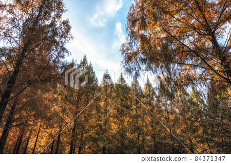Metasequoia trees in autumn Metasequoia trees in autumn 84371347