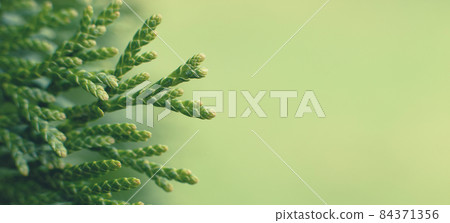 a thuja close up. the thuja branch background. banner a thuja close up. the thuja branch background. banner 84371356