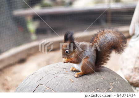 the squirrel nibbles acorn. portrait of a squirrel close 84371434