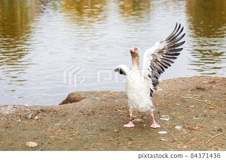 the geese walking near the lake. goose flaps its wings dries feathers the geese walking near the lake. goose flaps its wings dries feathers 84371436