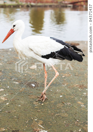 a Stork near the lake. portrait of a stork a Stork near the lake. portrait of a stork 84371437