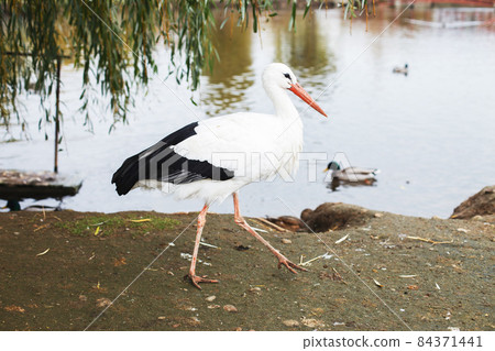 a Stork near the lake. portrait of a stork a Stork near the lake. portrait of a stork 84371441
