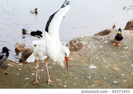 a Storks near the lake. portrait of a stork. stork eats bread with its beak and flapping wings 84371443