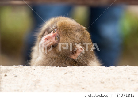 小猴在日本獼猴身上轉 小猴在日本獼猴身上轉 84371812