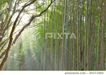 美麗的竹林與陽光 美麗的竹林與陽光 84371960