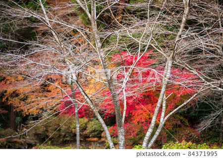 Beautiful scenery of autumn leaves of Tateishi tea trace 84371995
