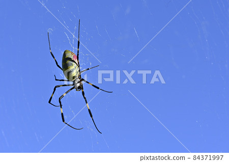 Joro spider and blue sky 84371997
