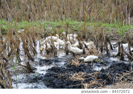 My Chau Scenery Duck My Chau Scenery Duck 84372072