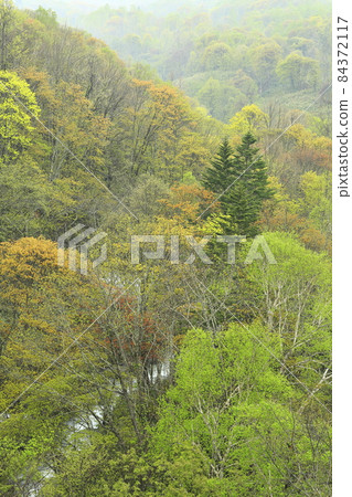 Rankoshi-cho Asahidai sunrise Ohashi spring autumn leaves 84372117