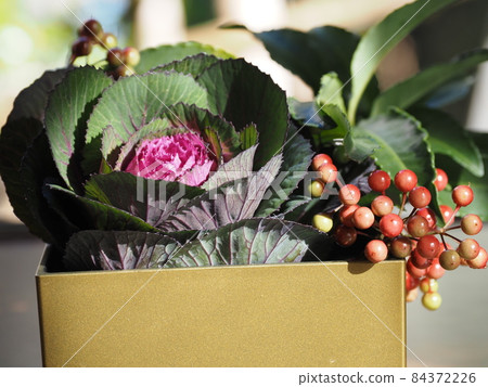 窗葉鈕扣和紫菀 84372226