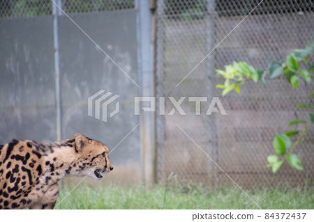 King cheetah 84372437