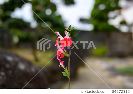 Cherry sage 6 Cherry sage 6 84372513